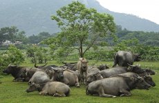 DSC06947 Water Buffalo @ Pui O bf.JPG