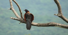 DSC06971 Greater Coucal @ Pui O.JPG