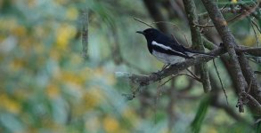 DSC06985 Oriental Magpie Robin @ Pui O.JPG