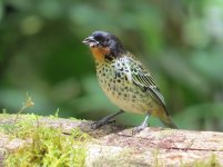 Rufous-throated Tanager kl.jpg