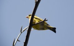 greenfinch.jpg