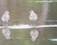 stsandpipers1c.jpg