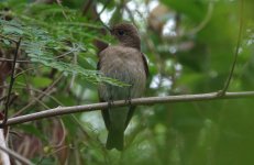 DSC06478 Blue-and-white Flycatcher @RDBT.JPG