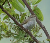 Bonellis Warbler.JPG