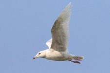 Glaucous Gull (04) - Copy.jpg