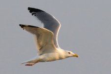 Vega Gull (03) - Copy.jpg