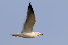 Heuglin's Gull (04) - Copy.jpg