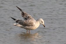 Unknown Gull (14) - Copy.jpg