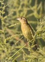 Bobolink 5-20-2017.jpg