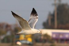 Unknown Gull (01) - Copy.jpg