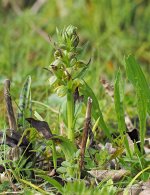 Frog Orchid v longibracteatum.jpg