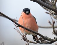 Bullfinch_Girdle Ness_050317b.jpg