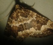 2Moth28March2017.jpg