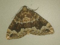 moth28march2017.jpg