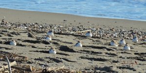 Kentish Plovers.JPG