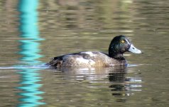 scaup.jpg