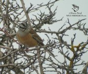 bird guide torcal de antequera.jpg