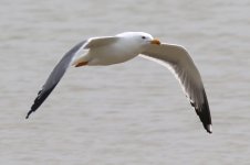 Mongolian Gull (Odd) (06) - Copy.jpg