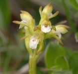 coral root orchid_rsz.jpg