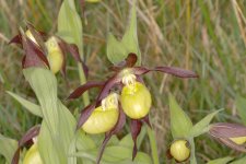 lady's slipper orchid2_rsz.jpg