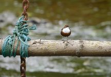 small dipper (1 of 1).jpg