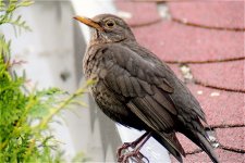 amsel.fem1.jpg