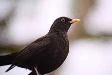 amsel m1a.jpg