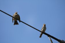 Rock Sparrow pair LANNE 4 5 2017.JPG
