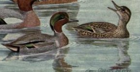 green winged teal.jpg