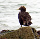 20514Eider.JPG