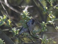 Meally Redpoll_Girdle Ness_040517a.jpg