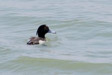 Tufted Duck.jpg