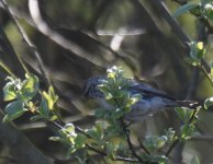 Meally Redpoll_Girdle Ness_040517b.jpg