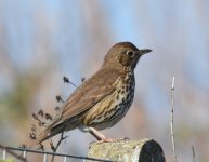 Song Thrush_Girdle Ness_040517a.jpg