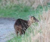 Muntjac (2).jpg