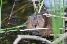 Water Vole (12).jpg