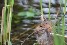 Water Vole (14).jpg