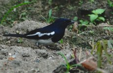 DSC07014 Magpie Robin @ Pui O.JPG