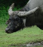 DSC07049 Bull Buffalo @ Pui O.jpg