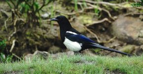 DSC07050 Magpie @ Pui  O.JPG