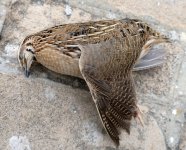 A Quail, Paphos, 18.4.15 for comp..jpg