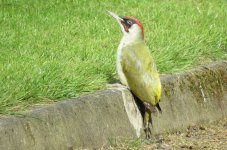 07 woodpecker 2.jpg