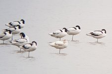 avocets1.jpg