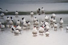 terns1.jpg