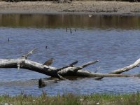 Green sandpiper (1).JPG