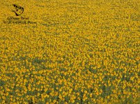 sunflower seville andalusia.jpg