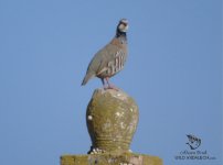 red-legged partridge osuna andalusia birding.jpg