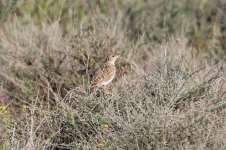 Duponts Lark sp 1.jpg