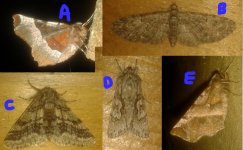 Moths to id.jpg