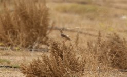 Pale Rockfinch.jpg